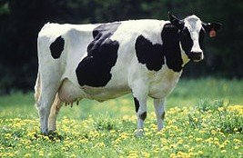320px-Cow_female_black_white