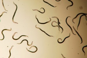 nematodes2